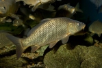 Kapr obecný (Cyprinus carpio)