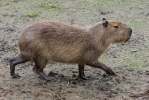 Kapybara (Hydrochoerus hydrochaeris)