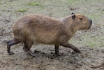 Kapybara močiarna (Hydrochoerus hydrochaeris)