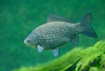 Karas stříbřitý (Carassius auratus gibelio)