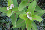 Klejicha hedvábná (Asclepias syriaca)