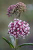 Klejicha hedvábná (Asclepias syriaca)