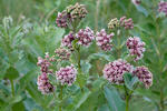 Klejicha hedvábná (Asclepias syriaca)