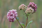 Klejicha hedvábná (Asclepias syriaca)