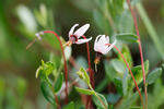 Klikva bahenní (Vaccinium oxycoccos)