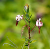 Klikva velkoplodá (Vaccinium macrocarpon)