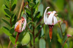 Klikva velkoplodá (Vaccinium macrocarpon)