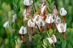 Klikva velkoplodá (Vaccinium macrocarpon)