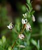 Klikva velkoplodá (Vaccinium macrocarpon)