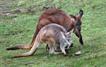 Klokan horský (Macropus robustus)