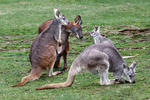 Klokan horský (Macropus robustus)