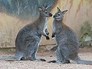 Klokan rudokrký (Macropus rufogriseus)