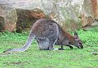 Klokan rudokrký (Macropus rufogrisens)