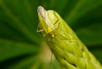 Klopuška (Adelphocoris sp.)