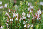 Kľukva (Vaccinium macrocarpon)