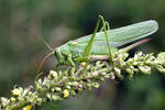 Kobylka zelená (Tettigonia viridissima)