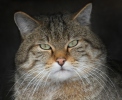 Kočka divoká (Felis silvestris)