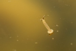 Komár - larva