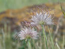 Koniklec luční český (Pulsatilla pratensis subsp. bohemica)