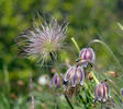 Koniklec luční český (Pulsatilla pratensis subsp. bohemica)