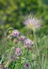 Koniklec luční český (Pulsatilla pratensis subsp. bohemica)