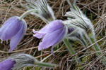 Koniklec velkokvětý (Pulsatilla grandis)