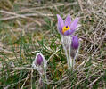 Koniklec velkokvětý (Pulsatilla grandis)