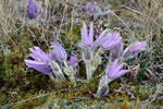 Koniklec velkokvětý (Pulsatilla grandis)