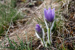 Koniklec velkokvětý (Pulsatilla grandis)