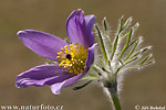 Koniklec velkokvětý (Pulsatilla grandis)