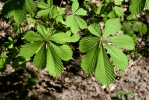 Koňský kaštan (Aesculus hippocastanum)