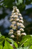 Koňský kaštan (Aesculus hippocastanum)