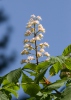 Koňský kaštan (Aesculus hippocastanum)