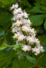 Koňský kaštan (Aesculus hippocastanum)