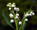 Konvalinka voňavá (Convallaria majalis)