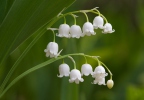 Konvalinka vonná (Convallaria majalis)