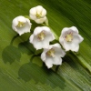 Konvalinka vonná (Convallaria majalis)