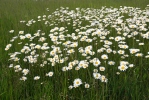 Kopretina bílá (Leucanthemum vulgare)