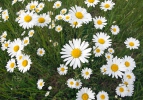 Kopretina bílá (Leucanthemum vulgare)