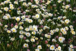 Kopretina bílá (Leucanthemum vulgare)