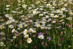 Kopretina bílá (Leucanthemum vulgare)