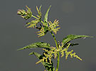 Kopřiva dvoudomá (Urtica dioica)