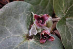 Kopytník európsky (Asarum europaeum)