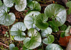 Kopytník európsky (Asarum europaeum)