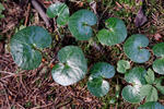 Kopytník evropský (Asarum europaeum)