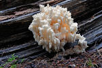 Korálovec jedlový (Hericium flagellum)