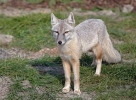 Korsak (Vulpes corsac)