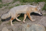 Korsak (Vulpes corsac)