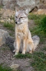 Korsak (Vulpes corsac)