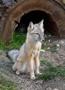 Korsak (Vulpes corsac)